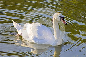 Swans swimming in a lake reservoir in park.