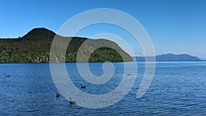 Swans swimming in Lake Taupo in New Zealand