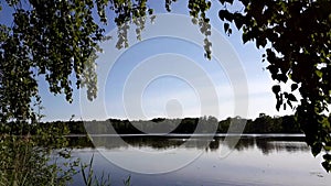 Swans swimming on the Milicki pond in the frame of birch leaves