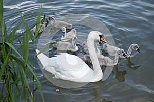 The swans are swimming. One bird is an adult. It has feathers of white. Ð¡hicks have gray feathers.