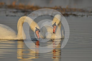 Swans swimming on the river. A pair of birds on the water. Love