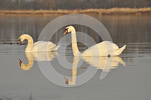 Swans swimming on the river. A pair of birds on the water. Love