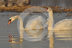 Swans swimming on the river. A pair of birds on the water. Love