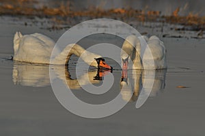 Swans swimming on the river. A pair of birds on the water. Love