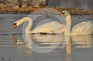 Swans swimming on the river. A pair of birds on the water. Love