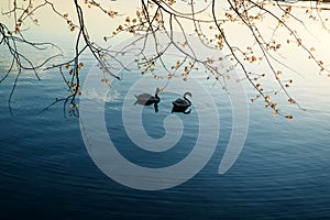 Swans swimming in Starnberger See at sunrise,Bayern,Germany Where two love, grieves the Third