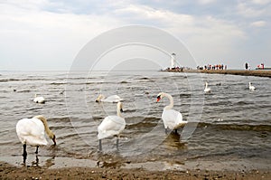 Swans in Swinoujscie