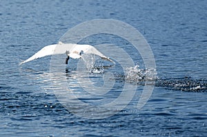 Swans take off for flight on the Traunsee