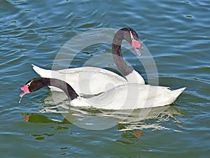 Swans take pride of place on the lake. A large and varied number of birds make lake Morton a home.