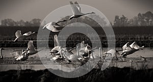 Swans Taking Off Sepia photo