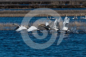 Swans taking off from water in flight swan flying