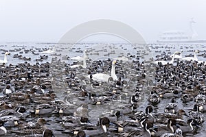 Swans and teals at Nagahama, Inawashiro Lake in winter