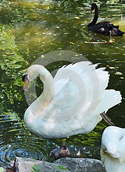 Swans and their movements