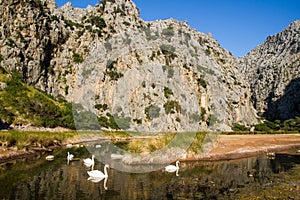 Swans at Torrent de Pareis photo
