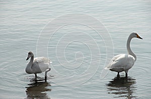 Swans