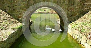 Swans under a bridge