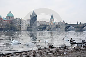 Swans on Vitava river