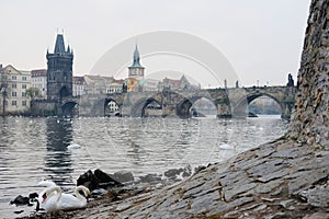 Swans on Vitava river