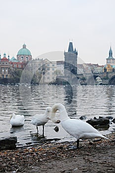Swans on Vitava river