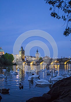 Swans on the Vltava. Charles Bridge and swans. Night Prague.