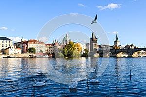 Swans on Vltava river beside the Charles Bridge in Prague, Czech Republic.