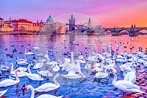 Swans on Vltava river, Charles Bridge at sunset in Prague, Czech Republic.