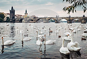 Swans in Vltava river with Karl Bridge on Background