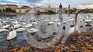 Swans on Vltava River, Prague, Czech Republic