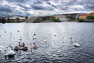 Swans in Vltava river, Prague, Czech republic