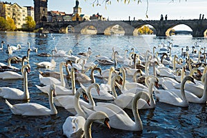 Swans on Vltava river in Prague, Czech Republic