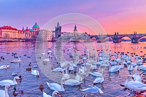 Swans on Vltava river, Prague