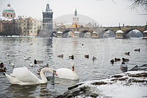 Swans on Vltava river, towers and Charles Bridge in Prague, Czech Republic.