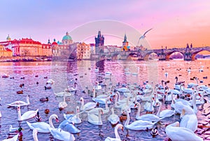 Swans on Vltava river, towers and Charles Bridge at sunset, Prague, Czech Republic.