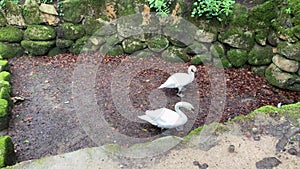 Swans waddle and walk in a park in Sintra Portugal