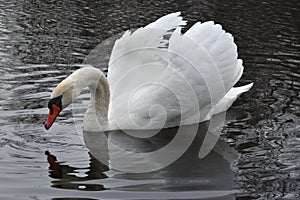 Swans on the water