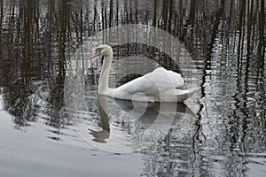 Swans on the water