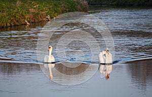 Swans in the water of Sandwell Valley Country Park