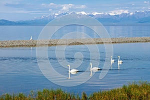 The swans in water and snow mountains of Sailimu lake Xinjiang, China