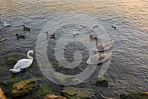 Swans, white goose, wild geese, ducks, seagull, aquatic birds sw