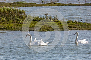 Swans in the wild inside a nature reserve