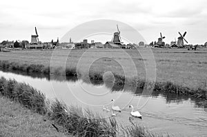 Swans and Windmills Holland