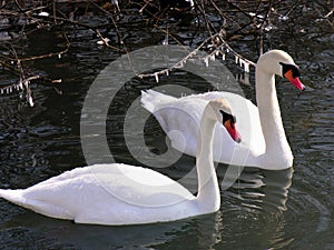 Swans in winter ambience