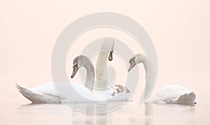 Swans on Winter misty lake