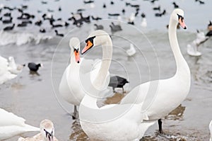 Swans wintering on the beach