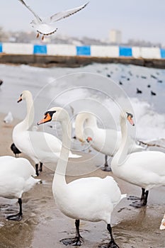 Swans wintering on the beach