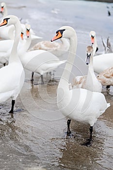 Swans wintering on the beach