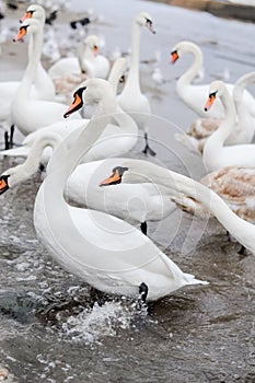 Swans wintering on the beach photo