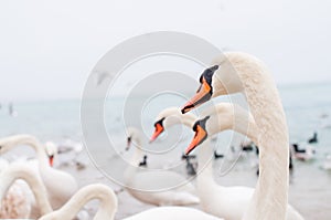 Swans wintering on the beach photo