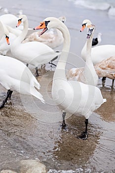 Swans wintering on the beach photo