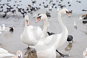 Swans wintering on the beach photo